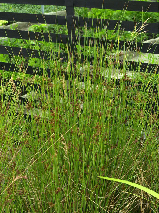 Juncus inflexus (Juncus glaucus), Blaugrüne Binse