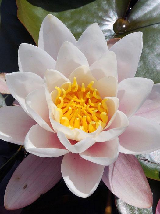 Nymphaea pygmaea Walter Pagels, Zwergseerose