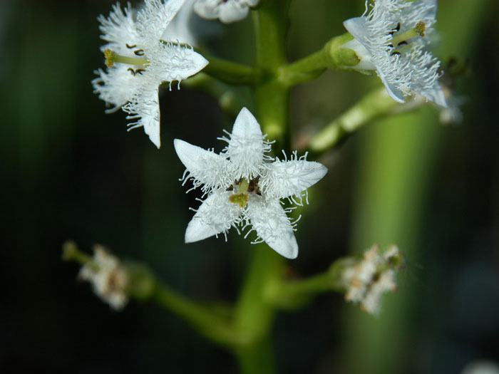 Menyanthes trifoliata, Fiberklee, Bitterklee