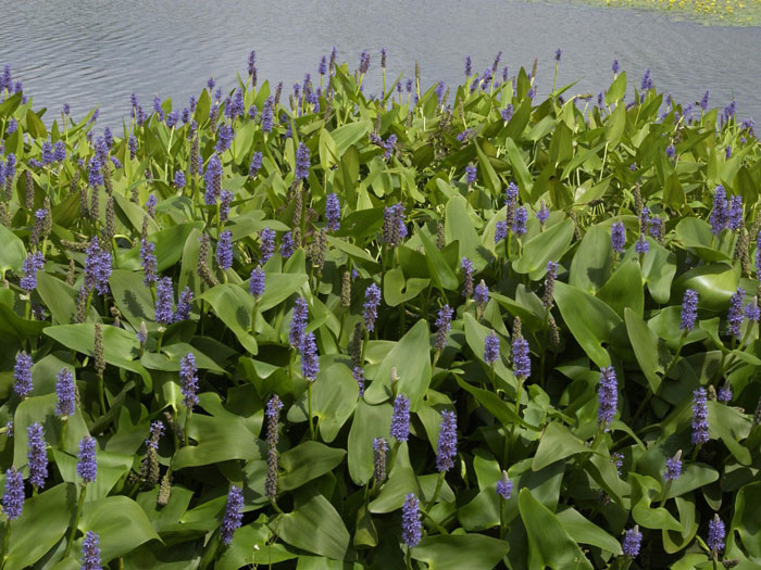 Pontederia cordata, herzblättriges Hechtkraut