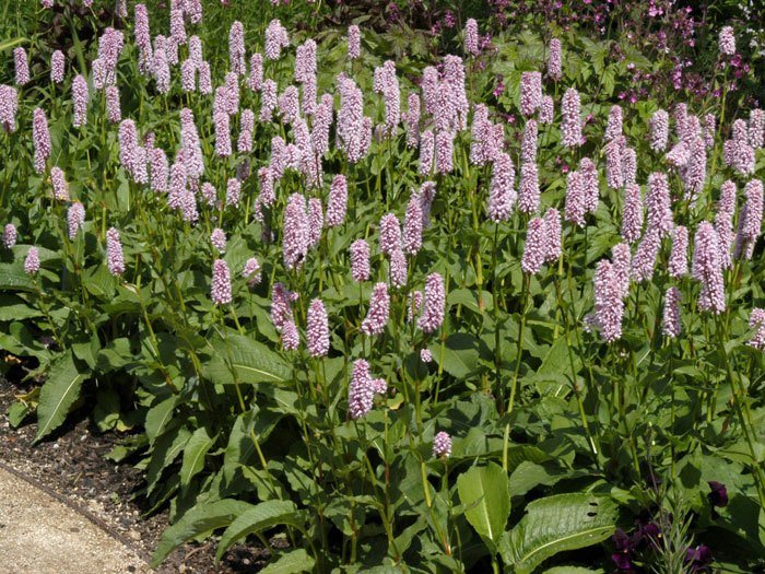 Bistorta officinalis, Wiesenknöterich