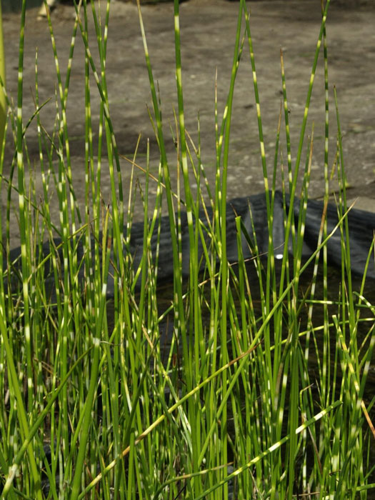 Scirpus tabernaemontani, Zebrinus, Zebrasimse