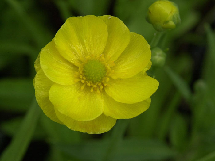 Ranunculus lingua, Zungenhahnenfuß