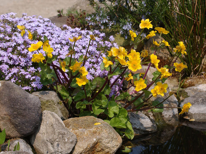 Caltha palustris,  Sumpfdotterblume