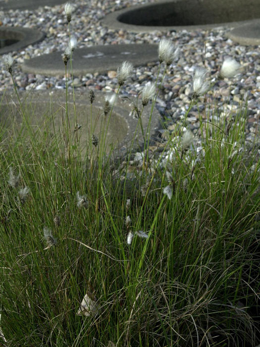 Eriophorum angustifolium, Schmalblätriges Wollgras