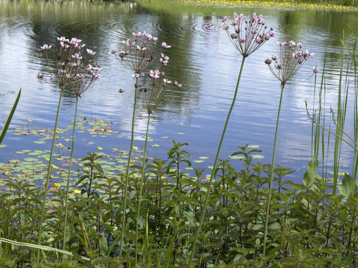 Butomus umbellatus,  Schwanenhals, Blumenbinse