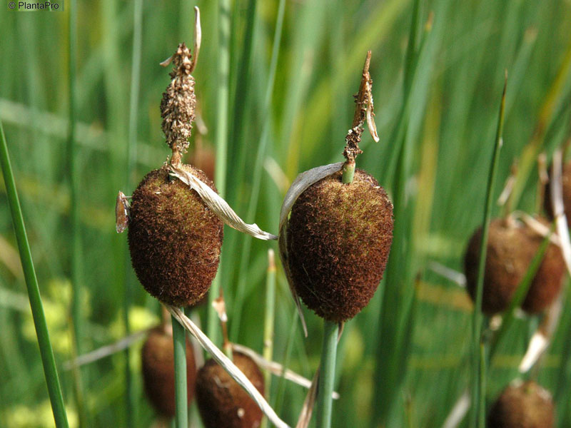 Typha minima, Zwergrohrkolben