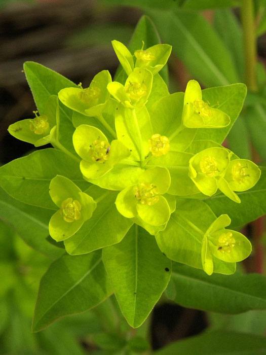 Euphorbia palustris,  Sumpfwolfsmilch