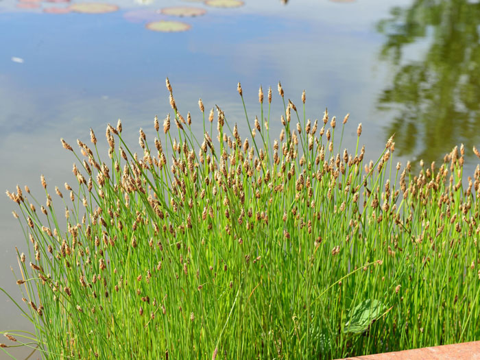 Eleocharis palustris, Gewöhnliche Sumpfsimse