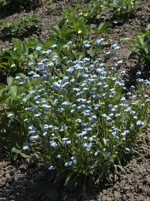 Myosotis palustris, Sumpfvergissmeinnicht