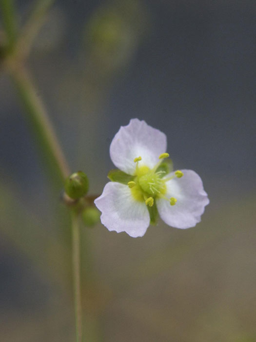 Alisma plantago-aquatica,  Froschlöffel