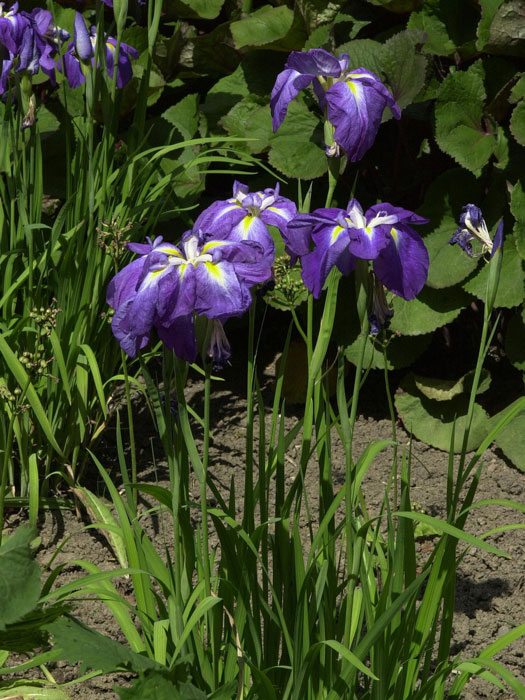 Iris ensata,  Japanische Sumpfiris