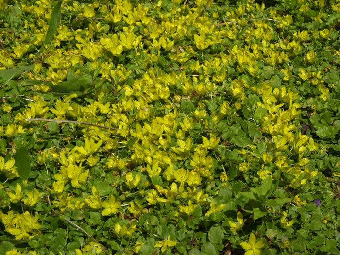 Lysimachia nummularia, Pfennigkraut