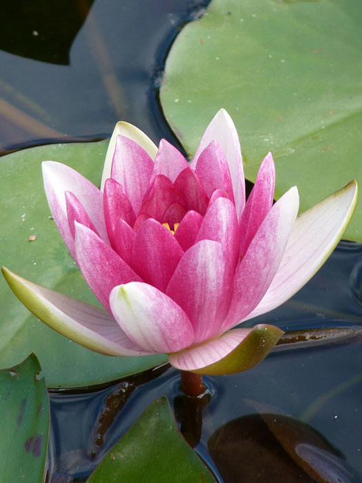 Nymphaea Hybride Fabiola, Seerose, Teichrose