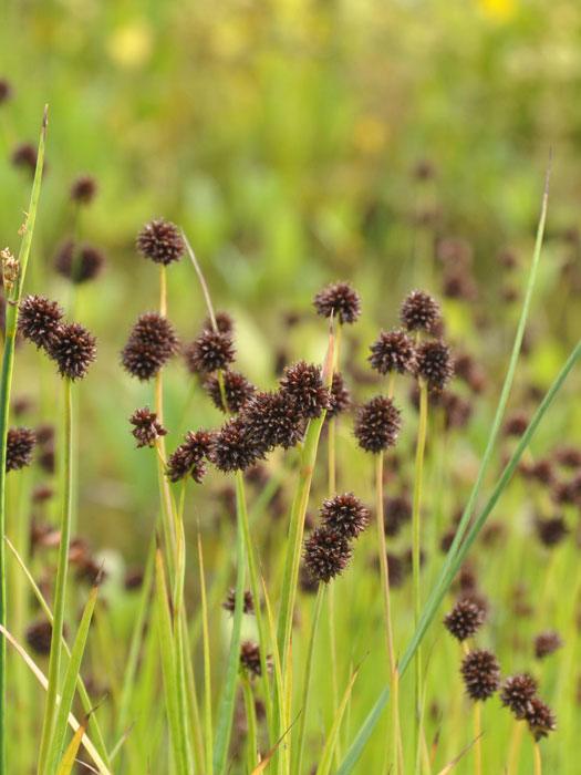 Juncus ensifolius, schwertblättrige Binse