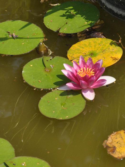 Nymphaea Hybride 'Attraction', Seerose, Teichrose