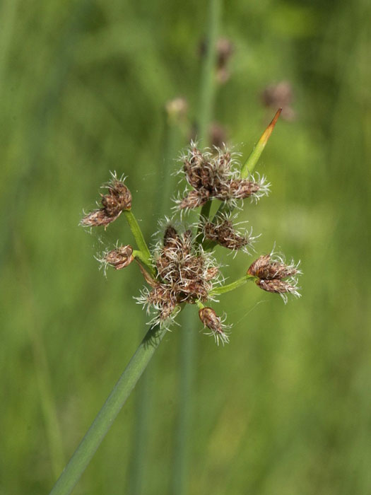 Scirpus lacustris, Teichsimse