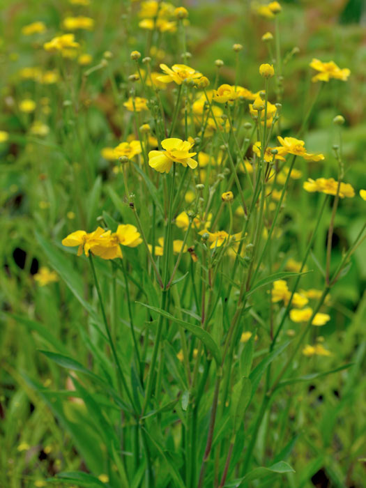 Ranunculus lingua, Zungenhahnenfuß