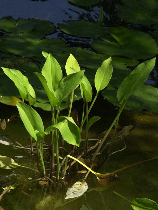 Pontederia cordata, herzblättriges Hechtkraut