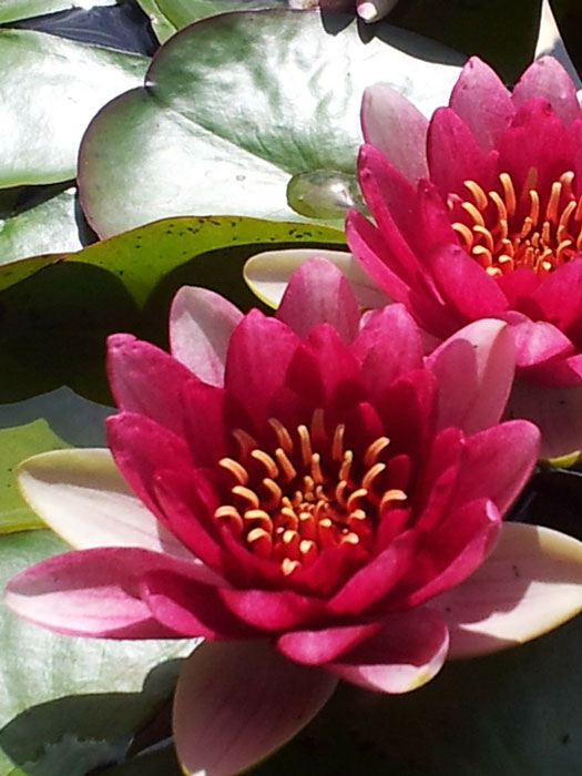 Nymphaea pygmaea Froebelii, Zwergseerose