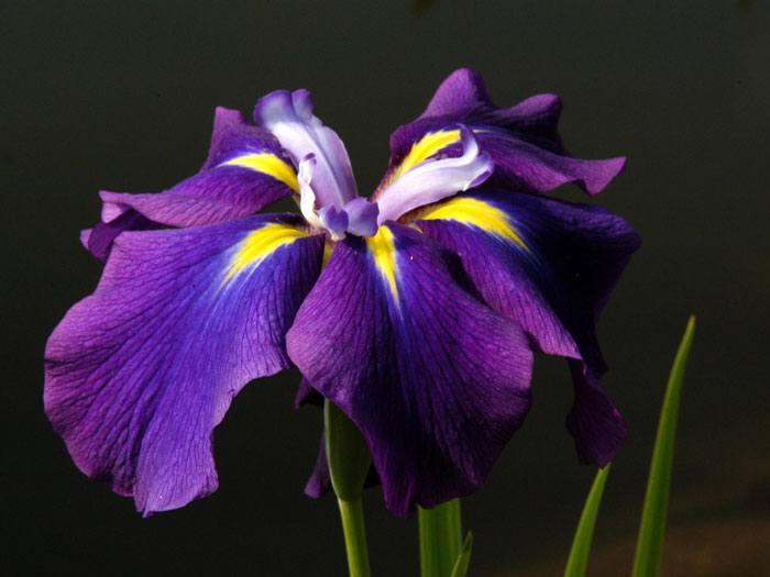 Iris ensata,  Japanische Sumpfiris