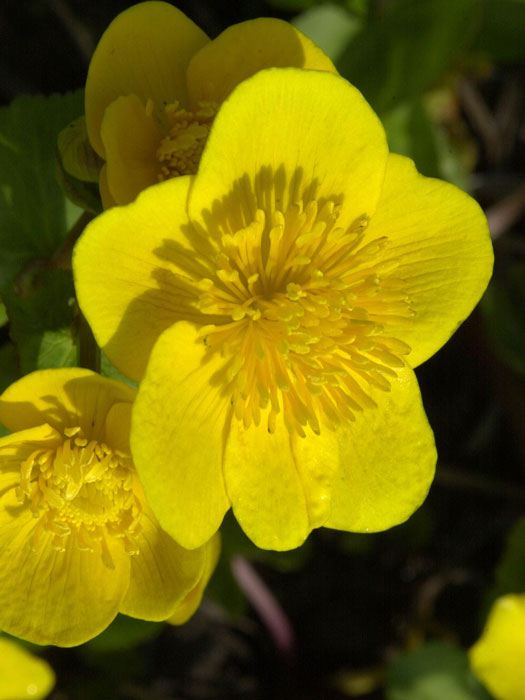 Caltha palustris,  Sumpfdotterblume