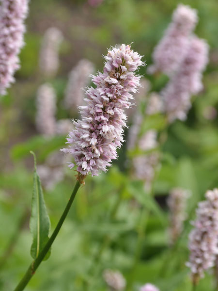 Bistorta officinalis, Wiesenknöterich